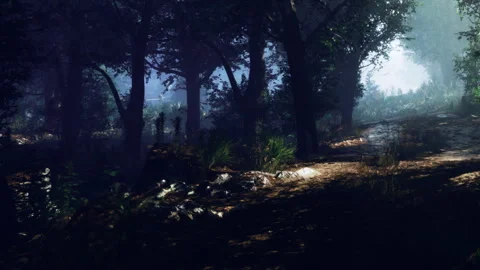 Whispers of Light Through the Enchanted Forest at Dawn Stock Footage 344548003