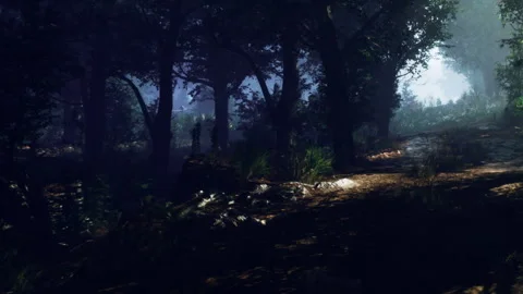 Whispers of Light Through the Enchanted Forest at Dawn Stock Footage 344548200
