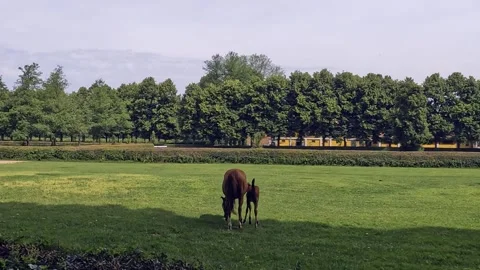 Whispers of a Mare and Her Foal in the Green Farm Meadow 库存影片 339634932