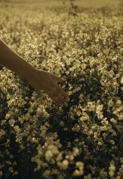 Whispers of the Meadow Foto stock
