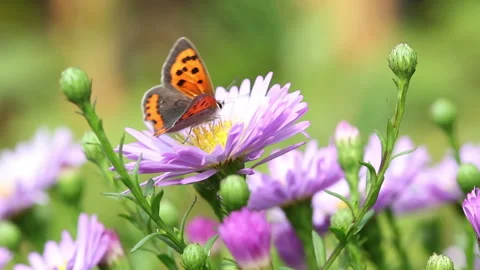 Whispers of Nature August Stock Footage 288161440