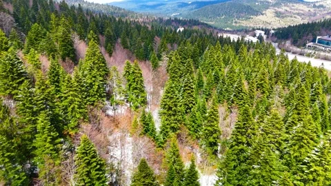 Whispers of the Pine Forest Stock Footage 312532216