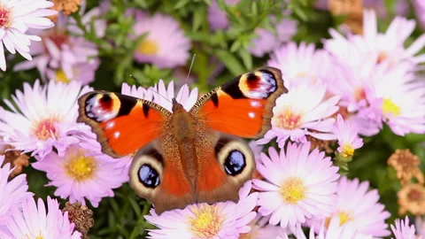 Whispers of Spring April Stock Footage 288162176