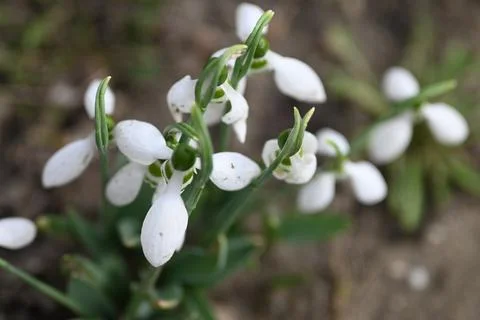 Whispers of Spring - Mirrorless Magic Capturing Snowdrops Stock Photos