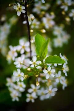 Whispers of Spring Фото
