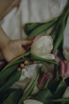 Whispers of Spring Stock Photos