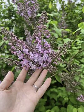 Whispers of Spring Stock Photos