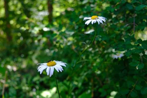 Whispers of Spring Фото