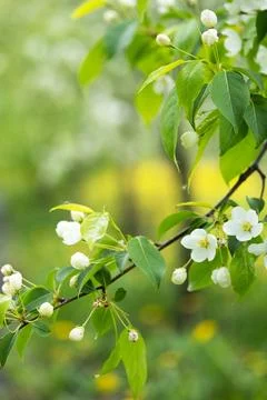 Whispers of Spring Фото