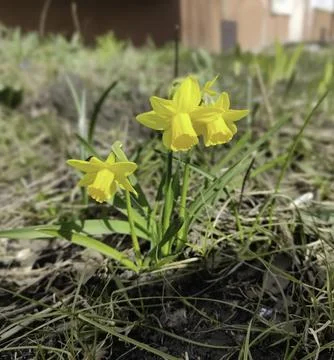 Whispers of Spring Foto stock