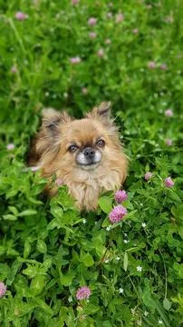 Whispers of Spring Stock Photos