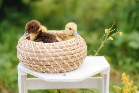 Whispers of Spring Stock Photos