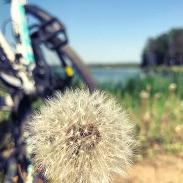 Whispers of Spring Stock Photos