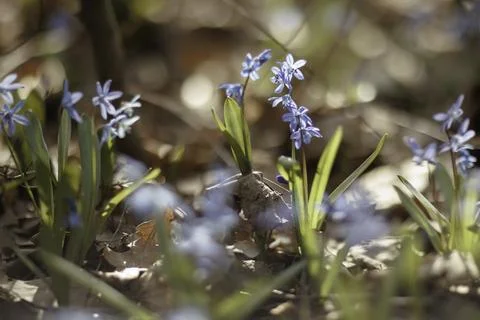 Whispers of Spring Фото