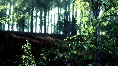 Whispers of Sunlight Through the Vibrant Forest Canopies in Spring Stock Footage 346694252