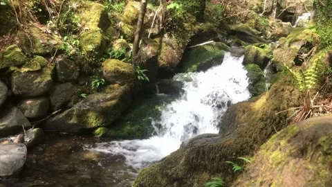 Whispers of Water Scottish Stream Through Lush Green Rocks 30s Stock Footage 307435200