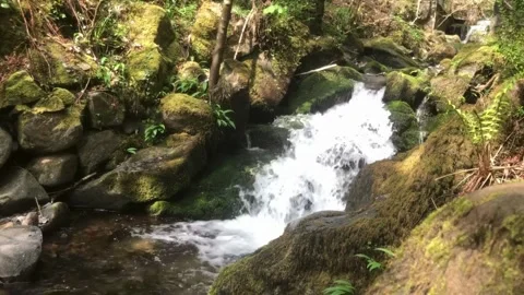Whispers of Water Scottish Stream Through Lush Green Rocks 15s Stock Footage 307435984