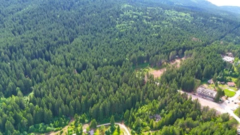 Whispers of the Wild 库存影片 307264615