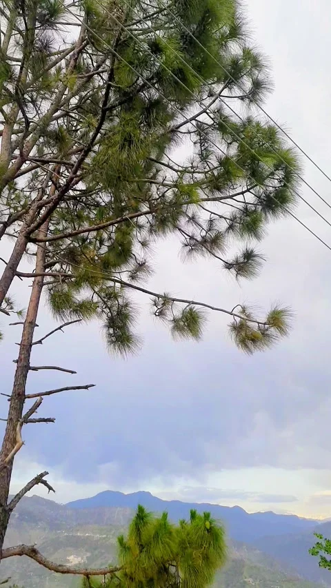 Whispers of the Wind: Nature in Motion Video stock 309581786