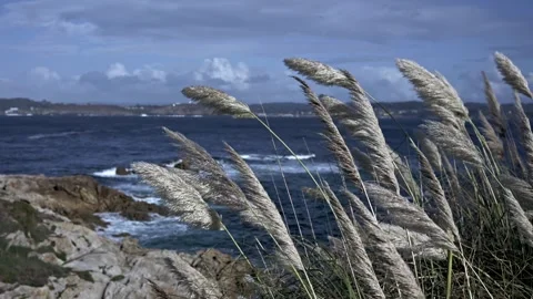 Whispers of the Wind: Pampas Grass and O... | Stock Video | Pond5