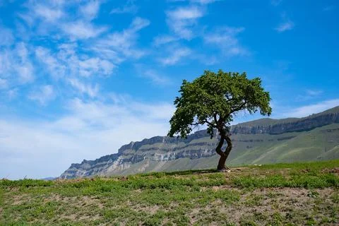 Whispers of the Wind Stock Photos