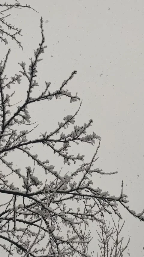 Whispers of Winter Video stock 303515022