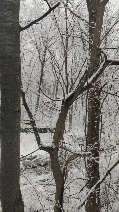 Whispers of Winter Video stock 303518207