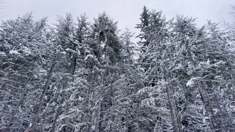 Whispers of Winter Video stock 303593438