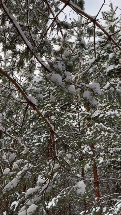 Whispers of Winter: Snowfall Magic in the Pine Forest 4K, 60 FPS Stock Footage 263703742