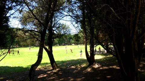 Whispers of the Woods Exploring Trees Stock Footage 277222779