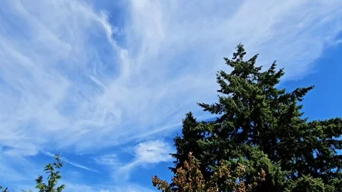 Whispy Clouds, Blue Sky, And Tree Tops. Video stock 246395262