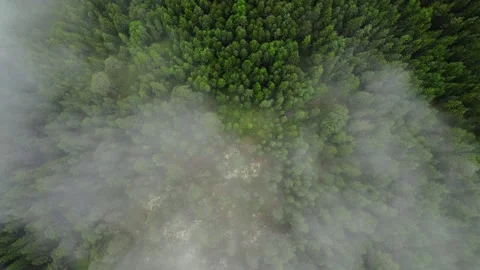 Whispy clouds hang over lush green woods. Topdown Aerial Video stock 248486267