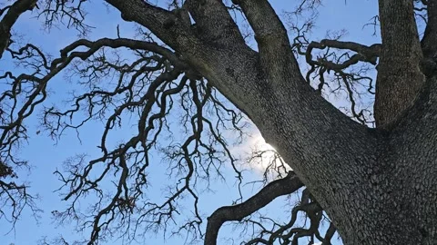 Whispy clouds hyper lapse by oak tree Video stock 260753694