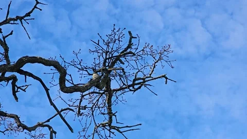 Whispy floating by clouds hyper lapse by oak tree Video stock 260753705