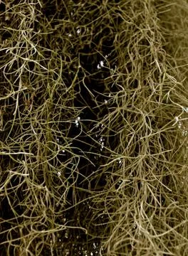 Whispy mossy background Stock Photos