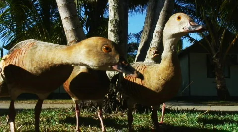 Whistler Ducks Stock Footage 568990