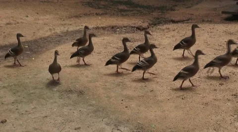 Whistler ducks marching Stock Footage 64254996