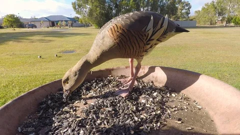 Whistling duck attack slow motion Stock Footage 94690108