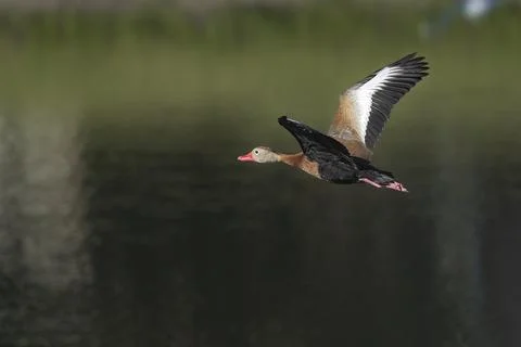 Whistling Duck In Flight Stock Photos