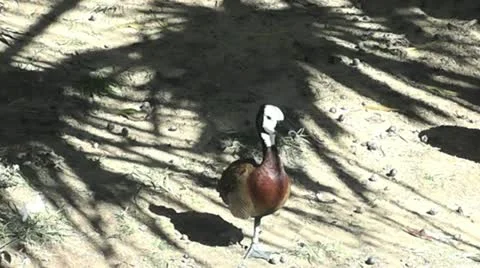 Whistling Duck  Stock Footage 12708321