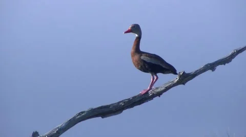 Whistling Duck Perch Video stock 42683218