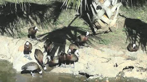 Whistling Ducks Stock Footage 12707971
