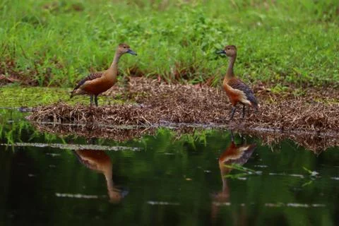 Whistling ducks Stock Photos