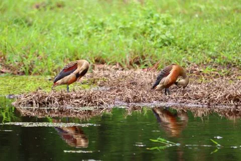 Whistling ducks Stock Photos
