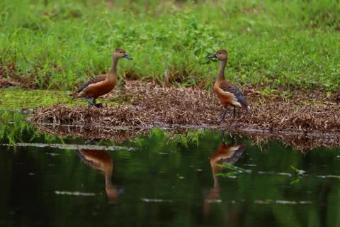 Whistling ducks Stock Photos