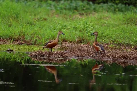 Whistling ducks Stock Photos