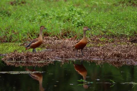 Whistling ducks Stock Photos
