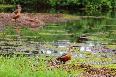 Whistling ducks Stock Photos