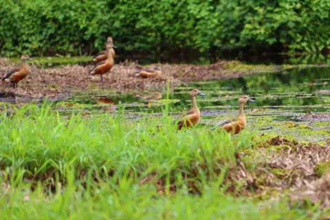 Whistling ducks Stock Photos