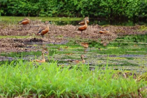 Whistling ducks Stock Photos